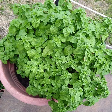 Appartement La Cascina Di Muttley